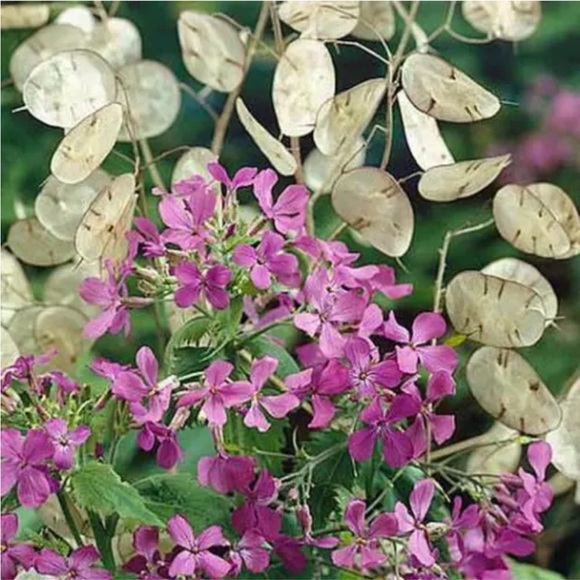 🪷64 Money ‘Silver Dollar’ Luck Lunaria Plant Seeds, Non-GMO Heirloom🪷 - Picture 14 of 14